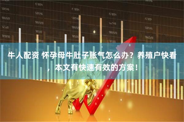 牛人配资 怀孕母牛肚子胀气怎么办？养殖户快看，本文有快速有效的方案！